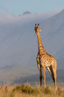 A Giraffe looking at the camera with a mountain in the background