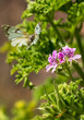 White-winged butterfly coming to land on pink flowers