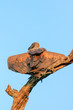 Juvenile Vulture in a tree