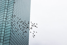 Flock Of Birds Flying In The City