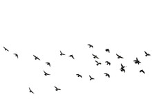 Flocks Of Flying Pigeons Isolated On White Background. Save With Clipping Path.