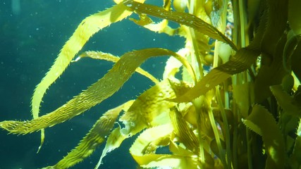 Wall Mural - Light rays filter through a Giant Kelp forest. Macrocystis pyrifera. Diving, Aquarium and Marine concept. Underwater close up of swaying Seaweed leaves. Sunlight pierces vibrant exotic Ocean plants.