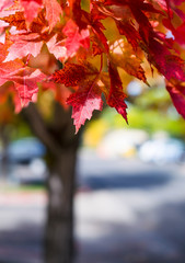 close-up of red maples leaves with a diffused background of a parking lot in fort collins, colorado