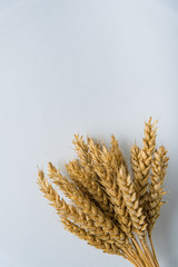 Wall Mural - bouquet of yellow rye on a white background