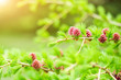 branches with young needles European larch Larix decidua with pink flowe