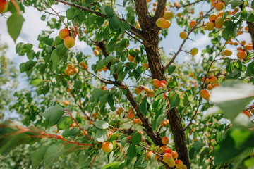 trees garden ripe fruits harvest season summer