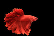 © Napatsorn - Red 'half Moon'Betta Fighting isolated on black background.