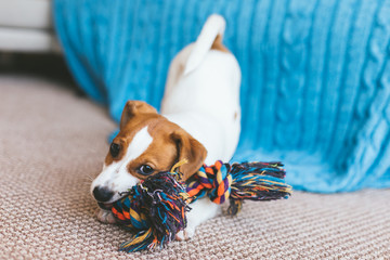 Adorable puppy Jack Russell Terrier on the capet playing with toy.