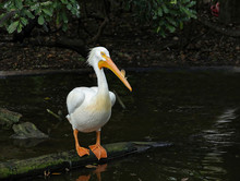 American White Pelican With Breeding Horn On His Upper Bill Looks Around At The Water's Edge.