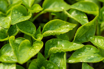 Wall Mural - Water drop on a leaf macro shot. Fresh natural organic product