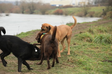 dog in park