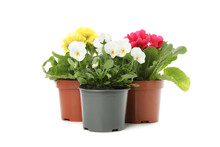 Pansies And Primroses In Flower Pots Isolated On White Background