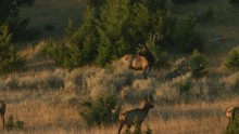 A Herd Of Bull And Cow Elk Wanders On A Sun-bathed Ridge At Sunrise In Southwestern Montana
