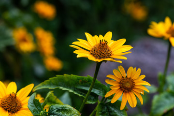 Nice yellow field summer flowers nature green clean ecology