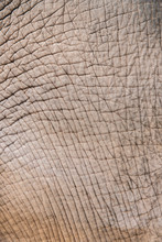 A Close Up View Of An Elephant's Skin