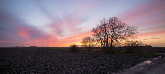 Wall Mural - panorama of a stunning sunset over the plain in holland with silhouetted tree in the foreground