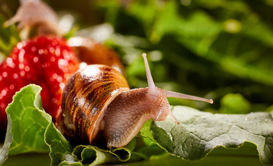 Snail Muller gliding on the wet leaves. Large white mollusk snails with brown striped shell, crawling on vegetables. Helix pomatia, Burgundy, Roman, escargot. Caviar. Kisses of snails in strawberries.