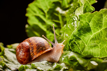 Snail Muller gliding on the wet leaves. Large white mollusk snails with brown striped shell, crawling on vegetables. Helix pomatia, Burgundy, Roman, escargot. Caviar. Kisses of snails in greens.