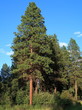 A tall Ponderosa Pine Tree towers above all the other trees and foliage in the forest on a bright sunny summer day.