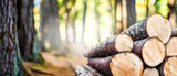 Fototapeta Las - Log trunks pile, the logging timber forest wood industry. Wide banner or panorama wooden trunks