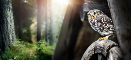 Wall Mural - The little owl sitting on old boards (Athene noctua). Small birds owls near rustic village.