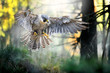 Bird of prey Peregrine Falcon spred wings, Falco peregrinus or lat. falco peregrinus in fly.
