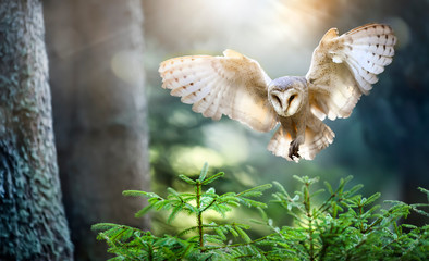 hunting barn owl in flight. wildlife scene from wild forest. flying bird tito alba