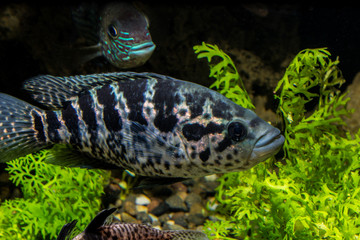 FIsh in aquarium