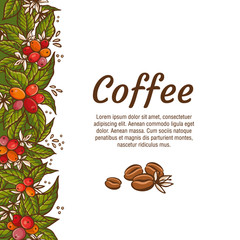 Wall Mural - Vector banner template with branches of coffee tree with flowers, leaves, berries and beans. Border coffee plant