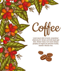 Wall Mural - Vector banner template with branches of coffee tree with flowers, leaves, berries and beans. Border coffee plant