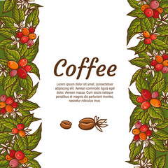 Wall Mural - Vector banner template with branches of coffee tree with flowers, leaves, berries and beans. Border coffee plant