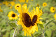 © Ana - Sunflower field - pair of sunflowers facing each other