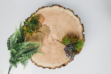 Tree log and plants composition on a light background. Mockup scene with a tree log, green plants, flowers and dry leaves. Rustic concept. Isolated background. white background. Top view.