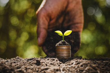 Wall Mural - The seedlings are growing on the coins that are stacked on the ground while the hands of men are pouring the soil to grow.