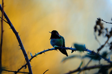 Wall Mural - Twilight hummingbird 