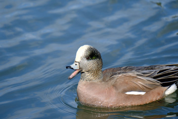 Canvas Print - wigeon mid-quack