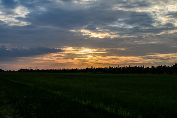 Wall Mural - Rice field green grass blue sky cloud cloudy landscape background.In rice fields where the rice is growing, the yield of rice leaves will change from green to yellow.Beautiful sunrise with golden hour