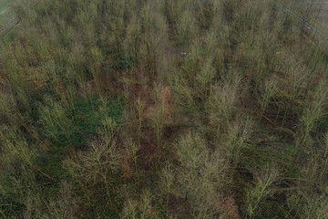 Wall Mural - aerial view of an empty forest with trees that do not bear leaves anymore because of autumn