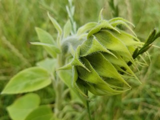 close up of green plant