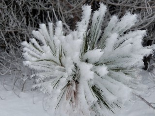 snowy tree covered with snow