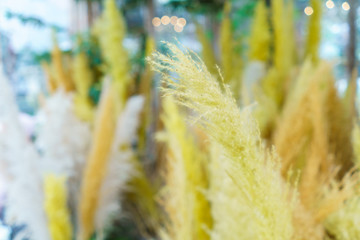 Poaceae Grass Flowers in garden