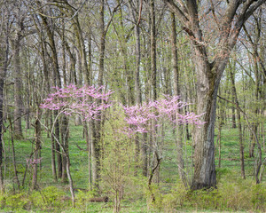 The colors of the spring woods glow in the warm light of the morning sun.