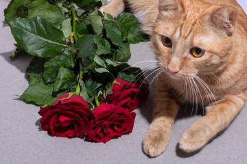 Red 6 weeks old cat with lying near pink flowers. Woman day concept