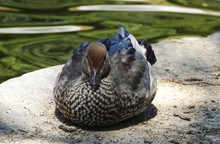 Australian Wood Duck Relaxing By The Pond