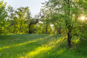 Poster - Spring meadow