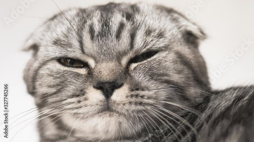 Cuadros en Lienzo British scottish fold cat