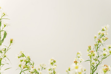 White wild flowers isolated over white background