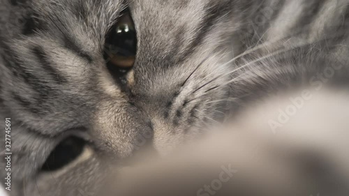 Fotografía Striped gray cat is playing lying