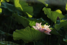 Pink White Lotus