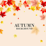 Fototapeta  - Autumn maple leaves background use for decorate, website, logo etc . vector illustration